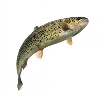 Rainbow trout swimming, isolated on white clipart