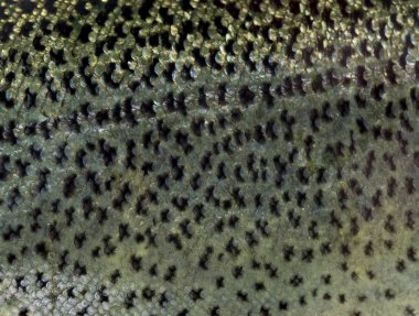 Gökkuşağı alabalığı ölçekler Close-Up