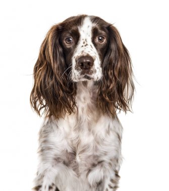 İngiliz springer spaniel, üzerinde beyaz izole Close-Up
