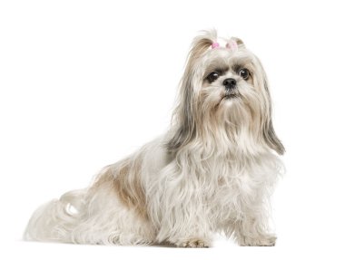 Shih tzu oturmuş, üzerinde beyaz izole