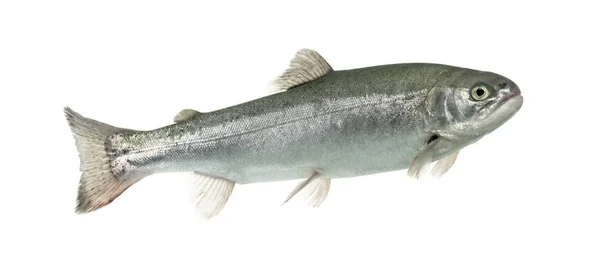 수영, 흰색 절연 블루 무지개 송어 — 스톡 사진