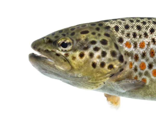 Close-up of head of brown trout, isolated on white — Stock Photo, Image