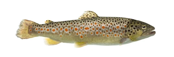 Brown trout swimming, isolated on white — Stock Photo, Image