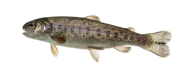 Rainbow trout swimming, isolated on white — Stock Photo, Image