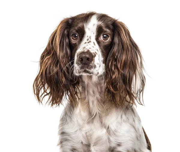 Primo piano di inglese springer spaniel, isolato su bianco — Foto Stock