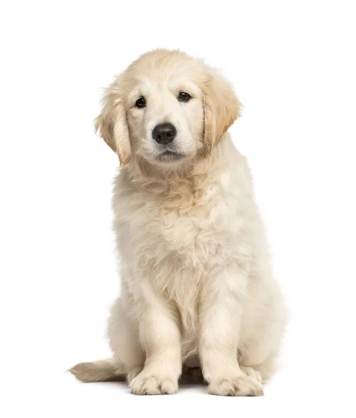 Golden retriever cachorro sentado, aislado en blanco — Foto de Stock