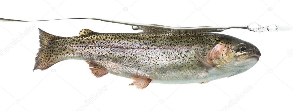 Rainbow trout swimming under water line, isolated on white