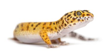 Leopar gecko ayakta, üzerinde beyaz izole