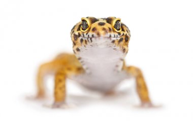 Beyaz izole bir leopar gecko Close-Up