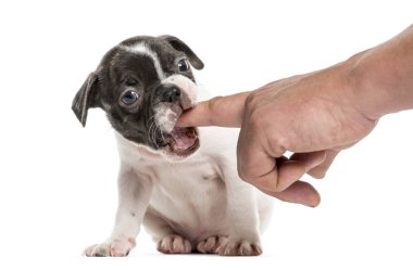 Boston terrier yavru beyaz izole bir parmak çiğneme