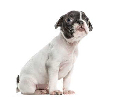Oturmuş, üzerinde beyaz izole boston terrier köpek yavrusu