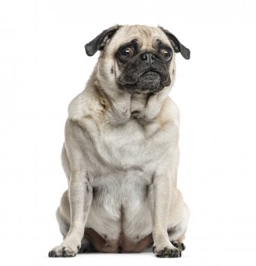 Pug oturma, izole üzerinde beyaz