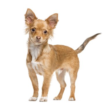 chihuahua ayakta, üzerinde beyaz izole