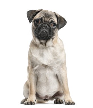 Pug oturma, izole üzerinde beyaz