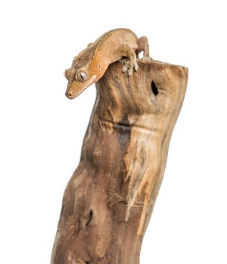 Tepeli gecko beyaz izole bir dal üstüne