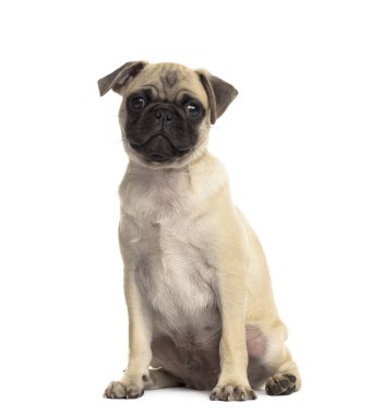 Pug oturma, izole üzerinde beyaz