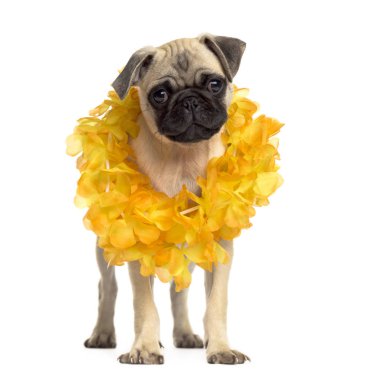 Pug ayakta beyaz izole bir hawaiian lei giyiyor