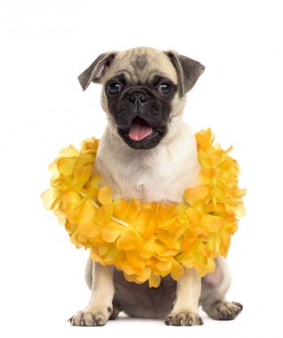 Beyaz izole bir hawaiian lei giyen pug oturma