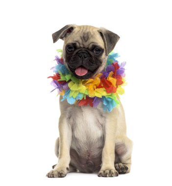 Beyaz izole bir hawaiian lei giyen pug oturma