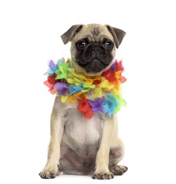 Beyaz izole bir hawaiian lei giyen pug oturma