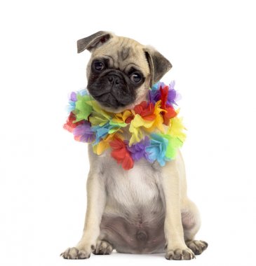 Beyaz izole bir hawaiian lei giyen pug oturma