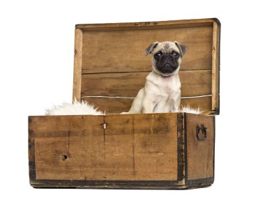 Beyaz izole bir tahta sandıkta oturan pug