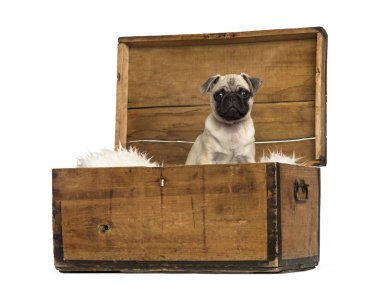 Beyaz izole bir tahta sandıkta oturan pug