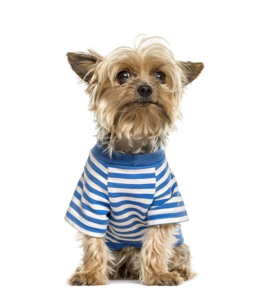 Yorkshire wearing a stripped blue t-shirt, isolated on white