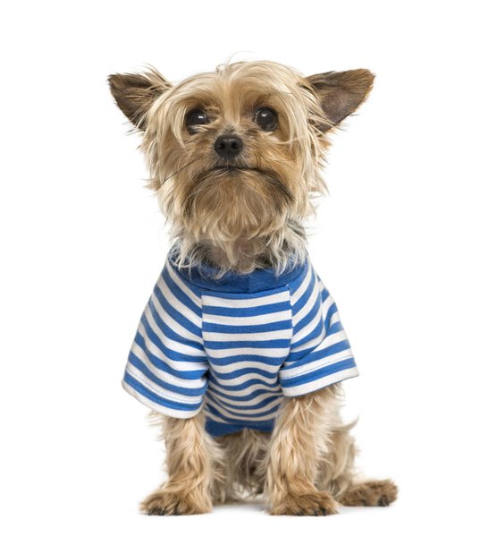 Yorkshire wearing a stripped blue t-shirt, isolated on white