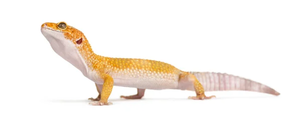 Leopard gecko στέκεται, απομονώνονται σε λευκό — Φωτογραφία Αρχείου