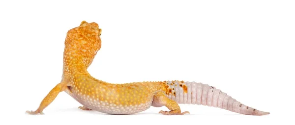 Леопардовый геккон стоит, изолированный на белом — стоковое фото