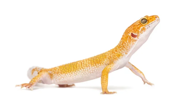 Leopar gecko ayakta, üzerinde beyaz izole — Stok fotoğraf