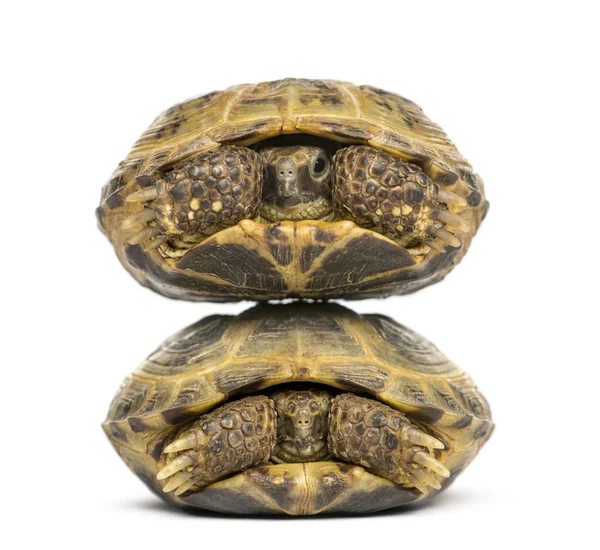 İki kaplumbağalar yukarıda diğer, beyaz izole — Stok fotoğraf