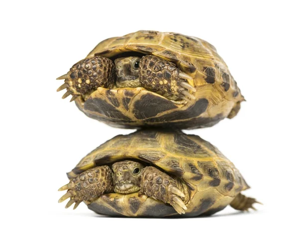 Duas tartarugas uma acima da outra, isoladas em branco — Fotografia de Stock