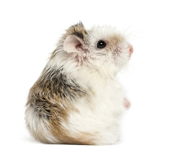 Zijaanzicht van een hamster, geïsoleerd op wit — Stockfoto