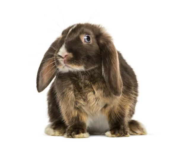 Mini lapin en boucle debout, isolé sur blanc — Photo