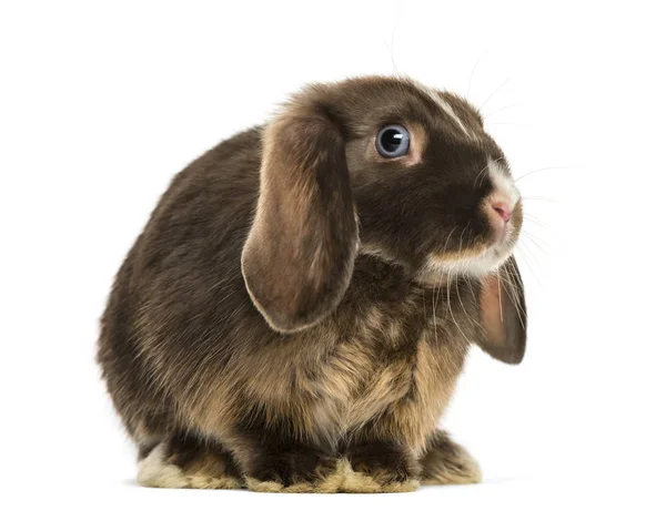 미니 토끼 서, 흰색 절연 절단 — 스톡 사진
