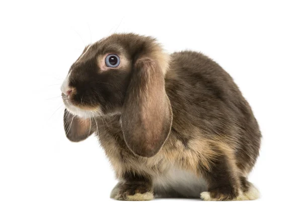 Mini lop κουνέλι στέκεται, απομονώνονται σε λευκό — Φωτογραφία Αρχείου