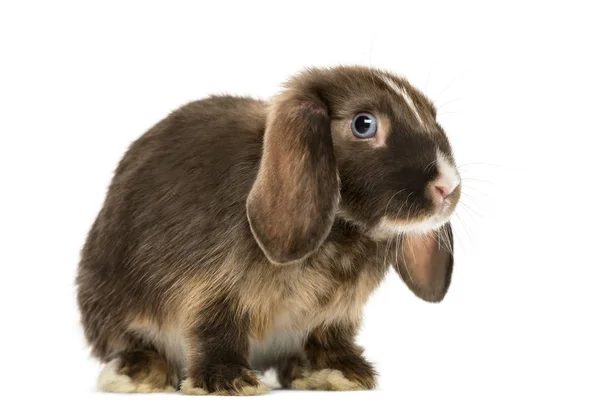 Mini lop κουνέλι στέκεται, απομονώνονται σε λευκό — Φωτογραφία Αρχείου