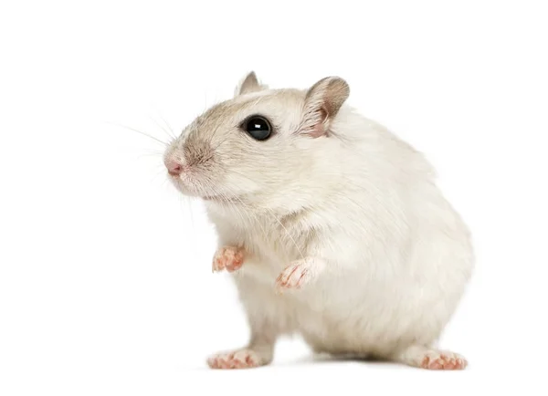 Hamster branco sentado, isolado em branco — Fotografia de Stock