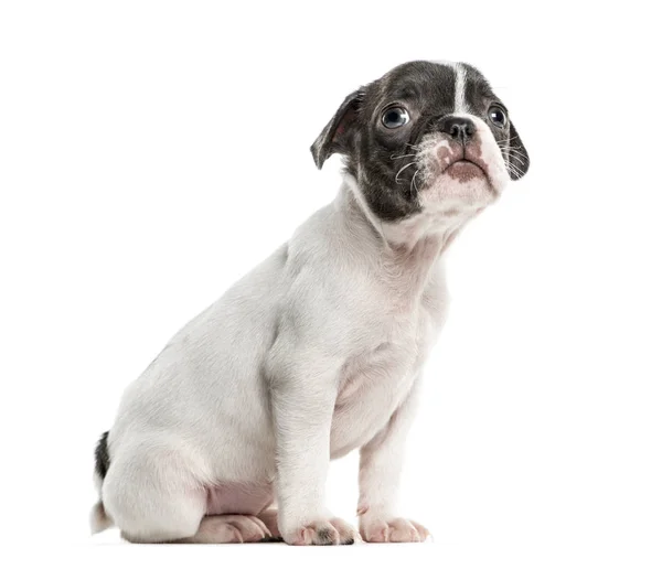 Boston terrier filhote de cachorro sentado, isolado em branco — Fotografia de Stock