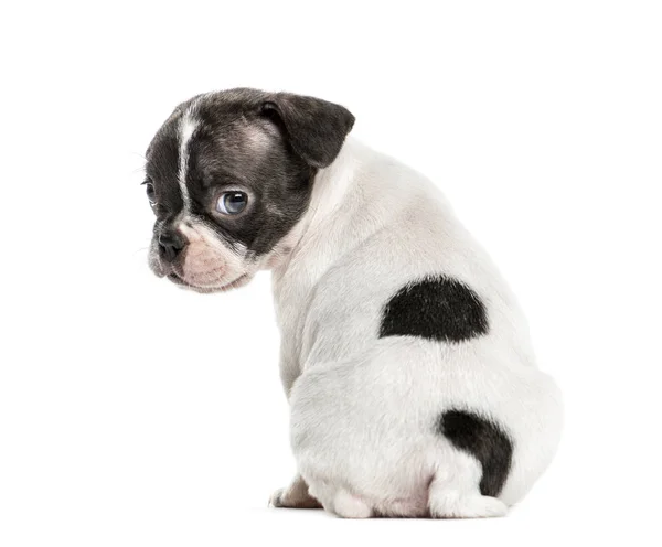 Boston Terrier Welpe schaut rückwärts, isoliert auf weiß — Stockfoto