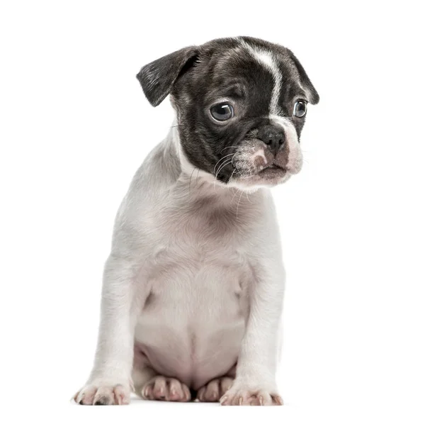 Boston terrier filhote de cachorro sentado, isolado em branco — Fotografia de Stock