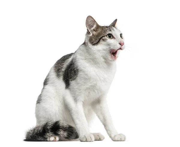 Европейская кошка облизывает свои отбивные, изолированные на белом — стоковое фото