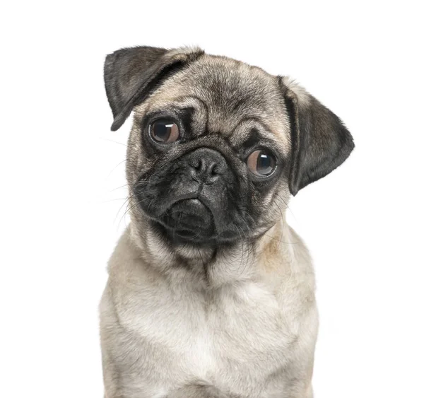 Close-up of a pug, isolated on white — Stock Photo, Image