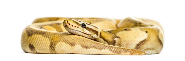 Glühwürmchen-Python, isoliert auf weiß — Stockfoto