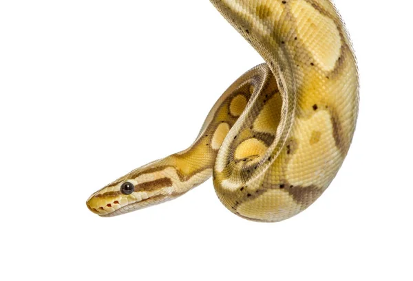 Nahaufnahme einer Glühwürmchen-Python, isoliert auf weiß — Stockfoto