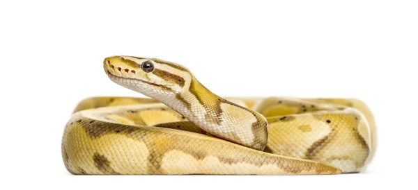 Firefly python, na białym tle — Zdjęcie stockowe