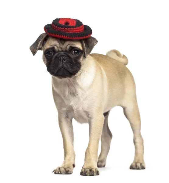 Pug de pie con un sombrero, aislado en blanco — Foto de Stock