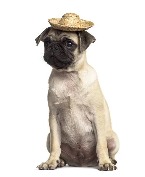 Pug sentado com um chapéu, isolado em branco — Fotografia de Stock